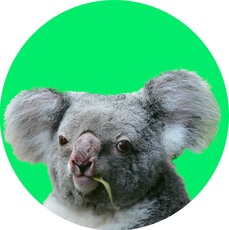 Koala-Gruppenkarte_2.jpg